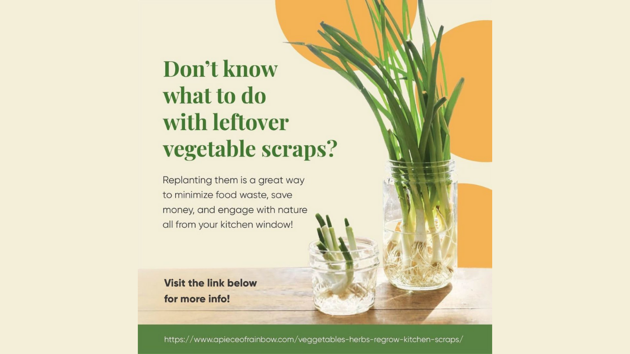 Food scraps e-talk. Text on image reads: Don't know what to do with leftover vegetable scraps? Replanting them is a great way to minimize food waste, save money, and engage with nature all from your kitchen window! Visit the link below for more info! https://www.apieceofrainbow.com/vegetables-herbs-regrow-kitchen-scraps/