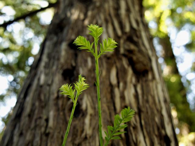 redwood tree