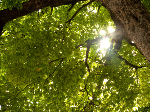 light coming through leaves