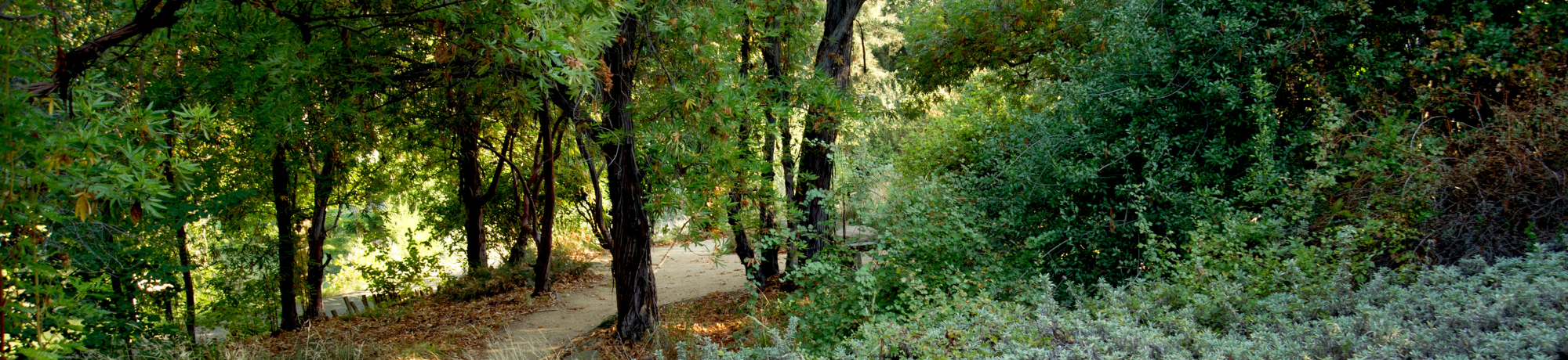 path through arb