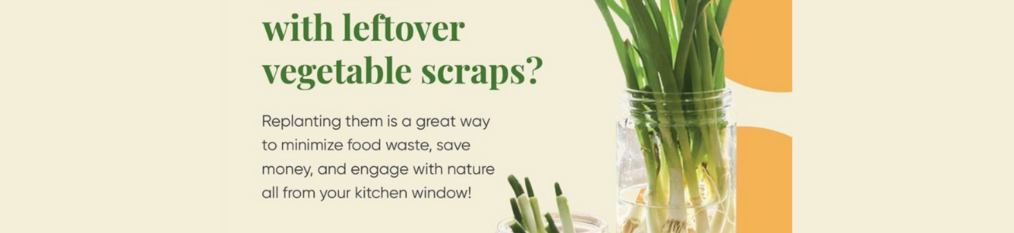 Food scraps e-talk. Text on image reads: Don't know what to do with leftover vegetable scraps? Replanting them is a great way to minimize food waste, save money, and engage with nature all from your kitchen window! Visit the link below for more info! https://www.apieceofrainbow.com/vegetables-herbs-regrow-kitchen-scraps/