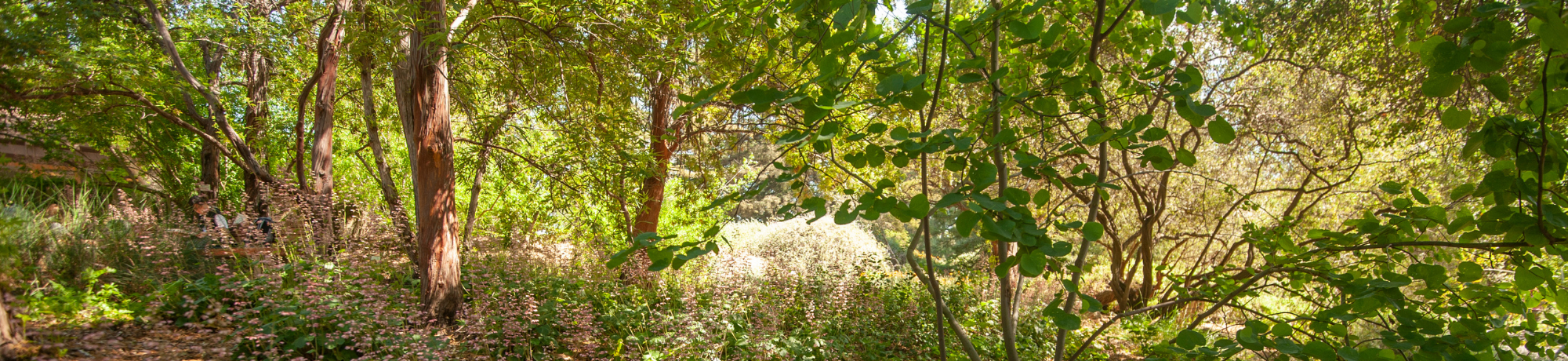 arb photo